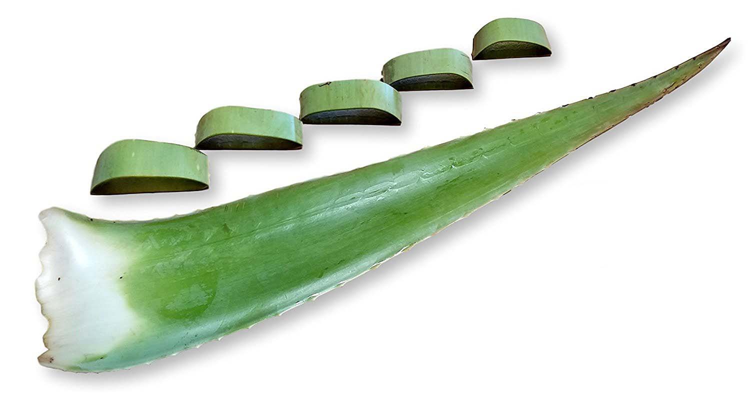 Organic Extra Large Aloe Vera Barbadensis Leaves (3 Pounds) - Perfect for Skincare, Hair Care, and DIY Beauty Treatments