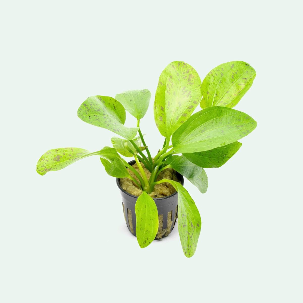Echinodorus Ozelot Green Live Aquarium Plant - Freshwater Aquatic Plant for Fish Tanks & Aquascaping | Perfect for Beginners, Low Light Aquariums & Natural Decor