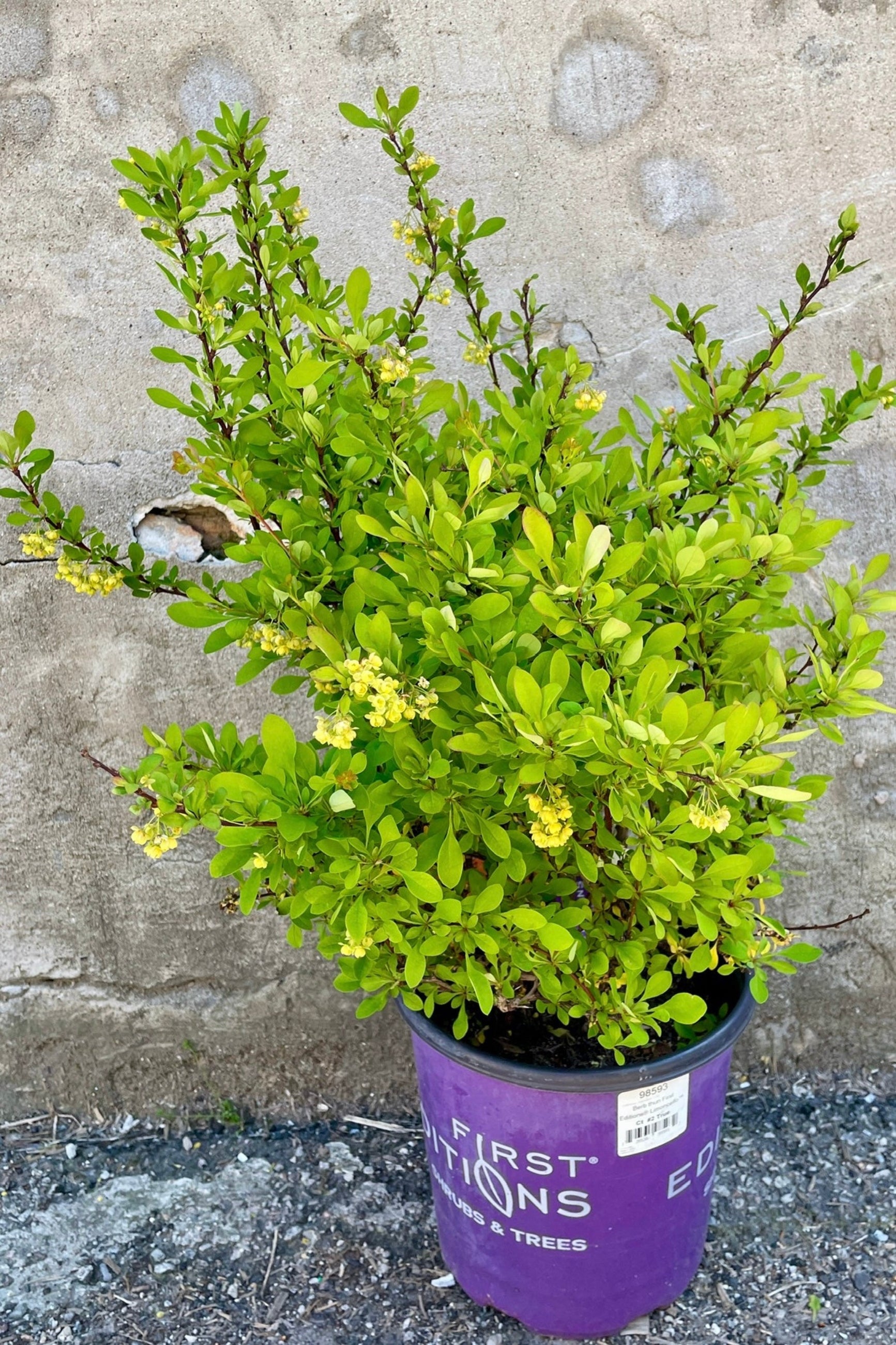 Limoncello Japanese Barberry (Berberis thunbergii) #2 - Vibrant Yellow Hedge Plant for Landscaping & Garden Borders