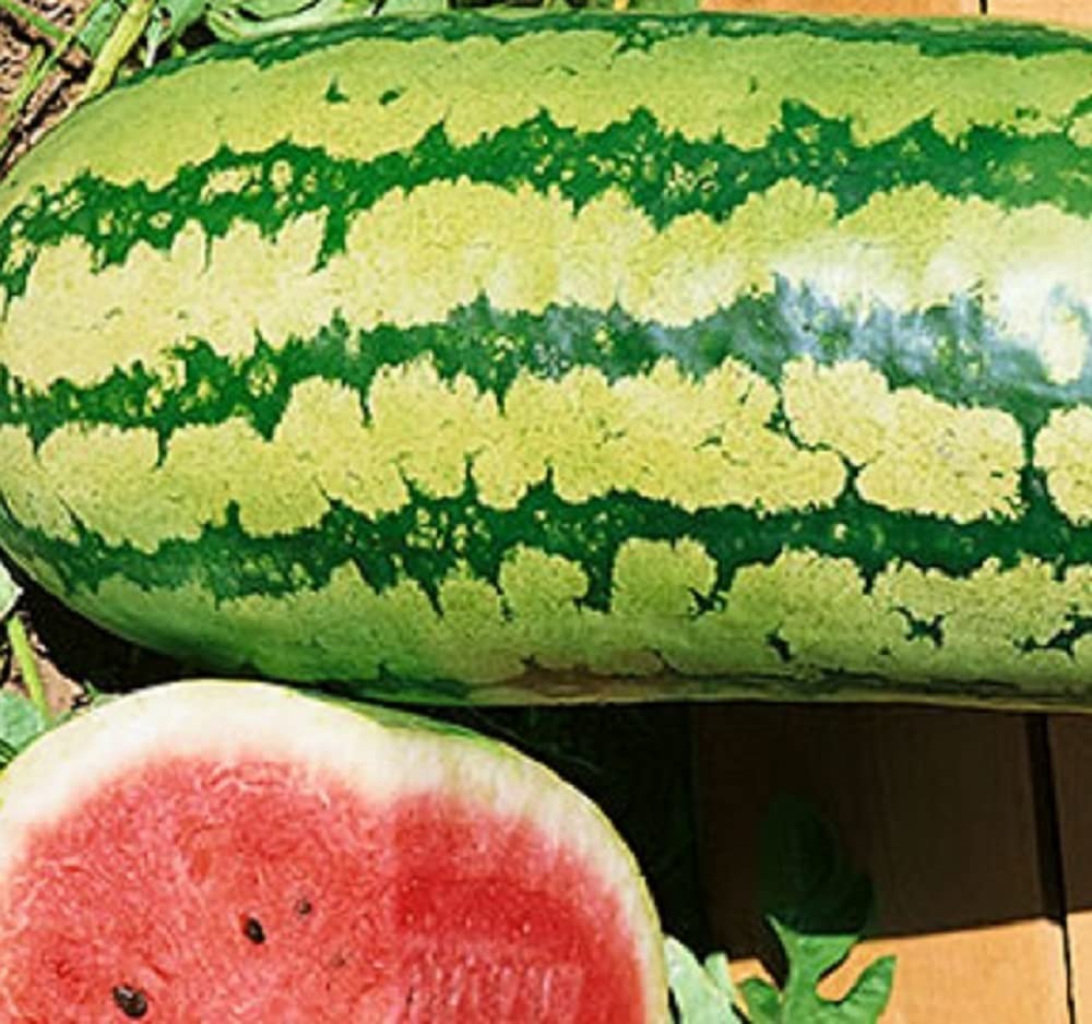 25 Non-GMO Heirloom Garrisonian Watermelon Seeds for Planting - Sweet, Juicy & Fresh Garden Seeds for Home Gardening, Backyard Farming & Summer BBQs