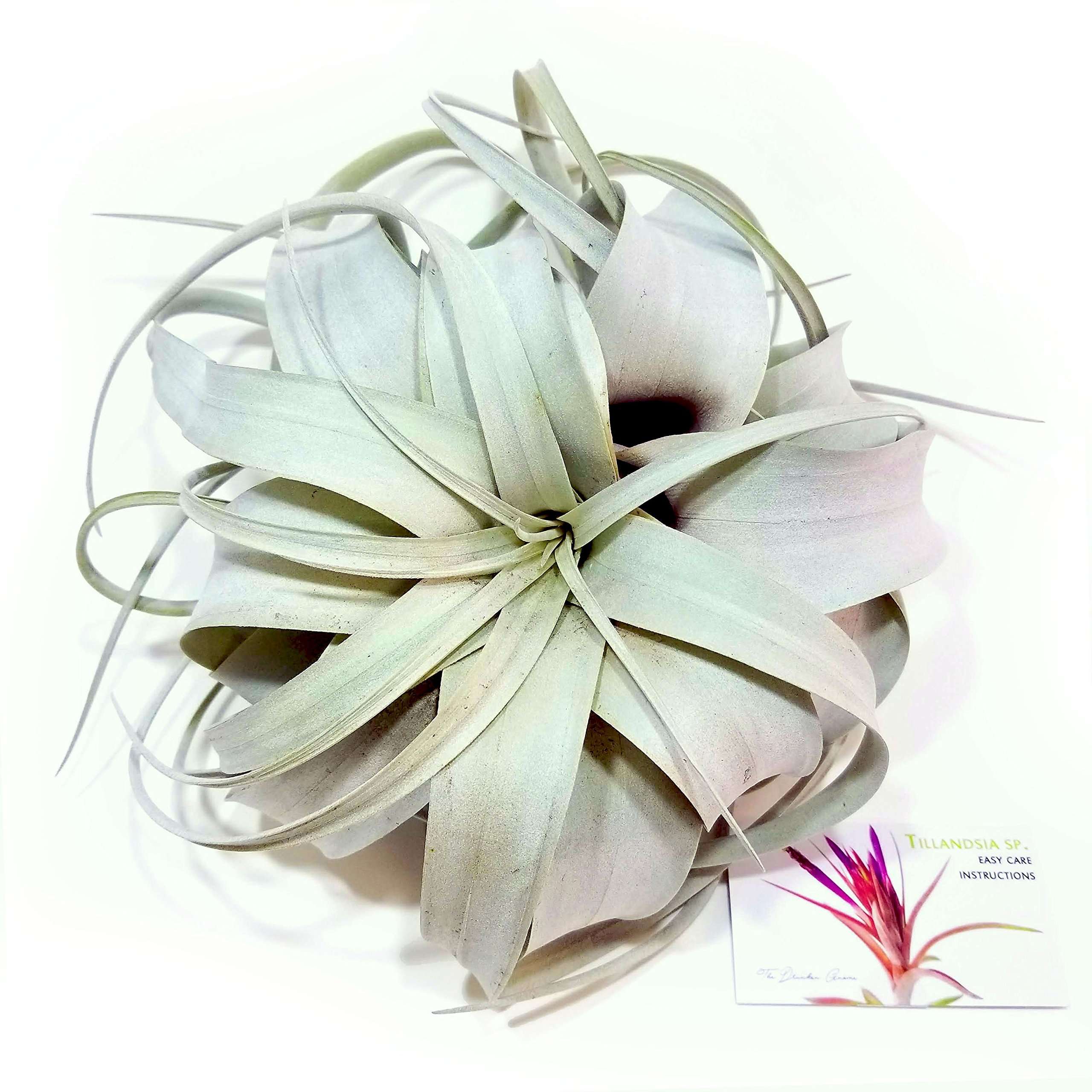 Large Xerographica Air Plants (3 Pack) - 6 to 9 Inch Tillandsia - Seasonal Color Variations - 30 Day Guarantee - Perfect for Home Decor, Terrariums & Office Plants