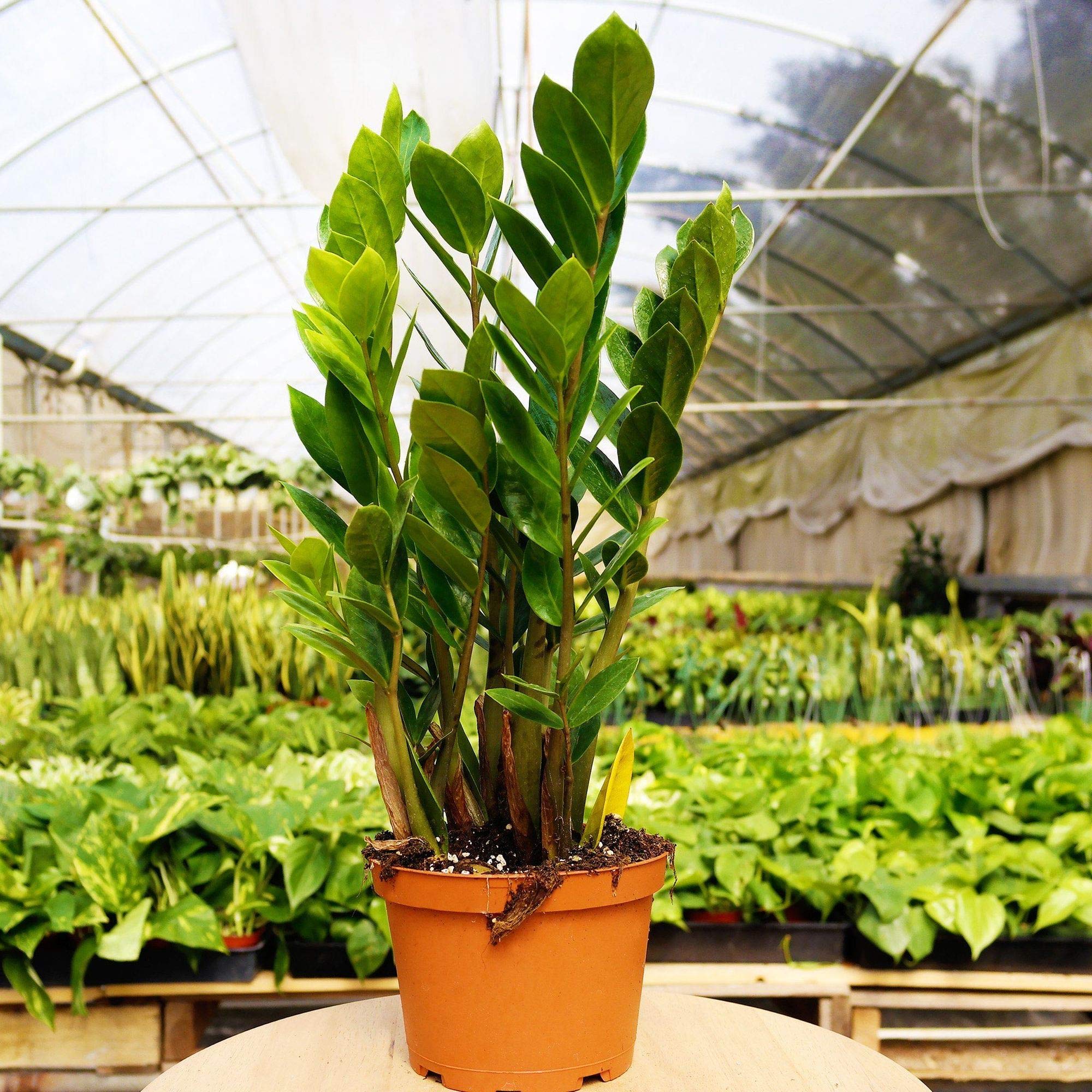ZZ Plant (Zamioculcas Zamiifolia) - 8 Inch Live Indoor Houseplant - Low Maintenance Air Purifying Plant for Home & Office Decor - Perfect for Living Room, Bedroom or Workspace
