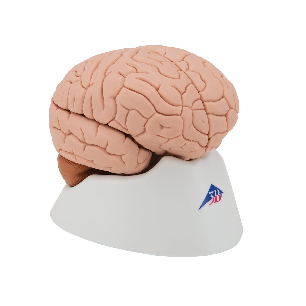 4-Part Human Brain Model - Anatomical Brain Structure for Medical Study, Science Education & Classroom Demonstration