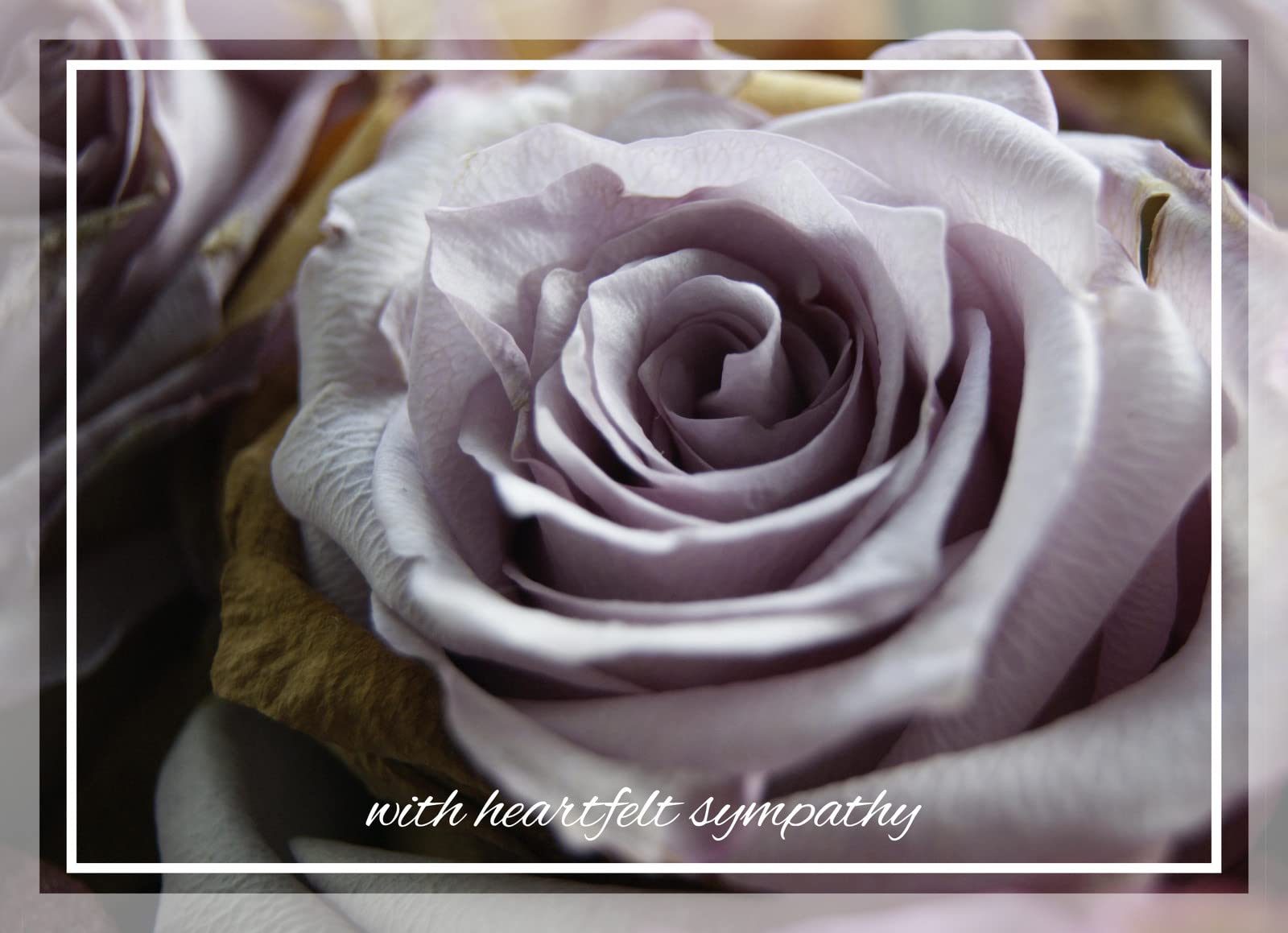 CEO Cards - Purple Rose Sympathy Greeting Cards Set, 5x7 Inch Blank Inside Cards (25 Cards & 26 White Envelopes) for Funeral, Condolence & Memorial Services - S1601