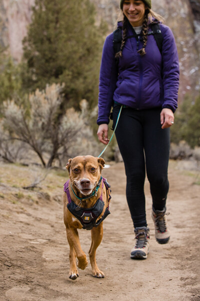 Ruffwear Web Master Dog Harness - Adjustable & Reflective for Hiking & Outdoor Adventures (New Colors) - Perfect for Trail Running, Camping & Daily Walks