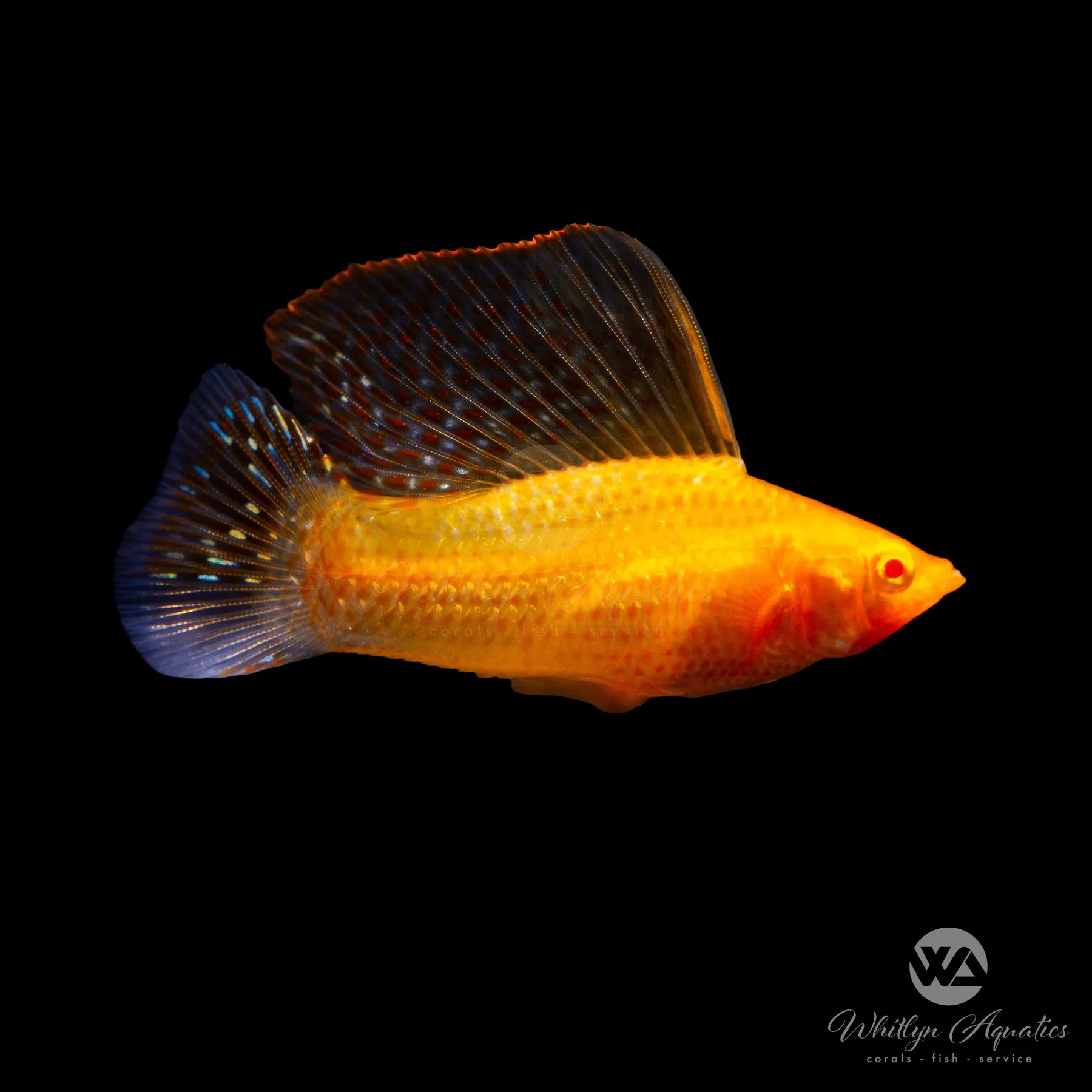 Blood Red Sailfin Molly Fish - Poecilia Latipinna for Freshwater Aquariums | Vibrant Tropical Fish for Home & Office Aquascaping