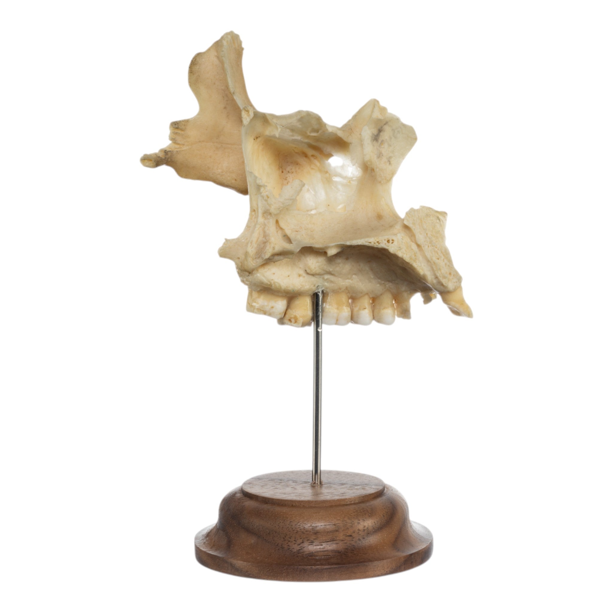 Real Human Maxillary Bone on Stand - Anatomical Model for Medical Education, Dental Study & Science Classroom Display