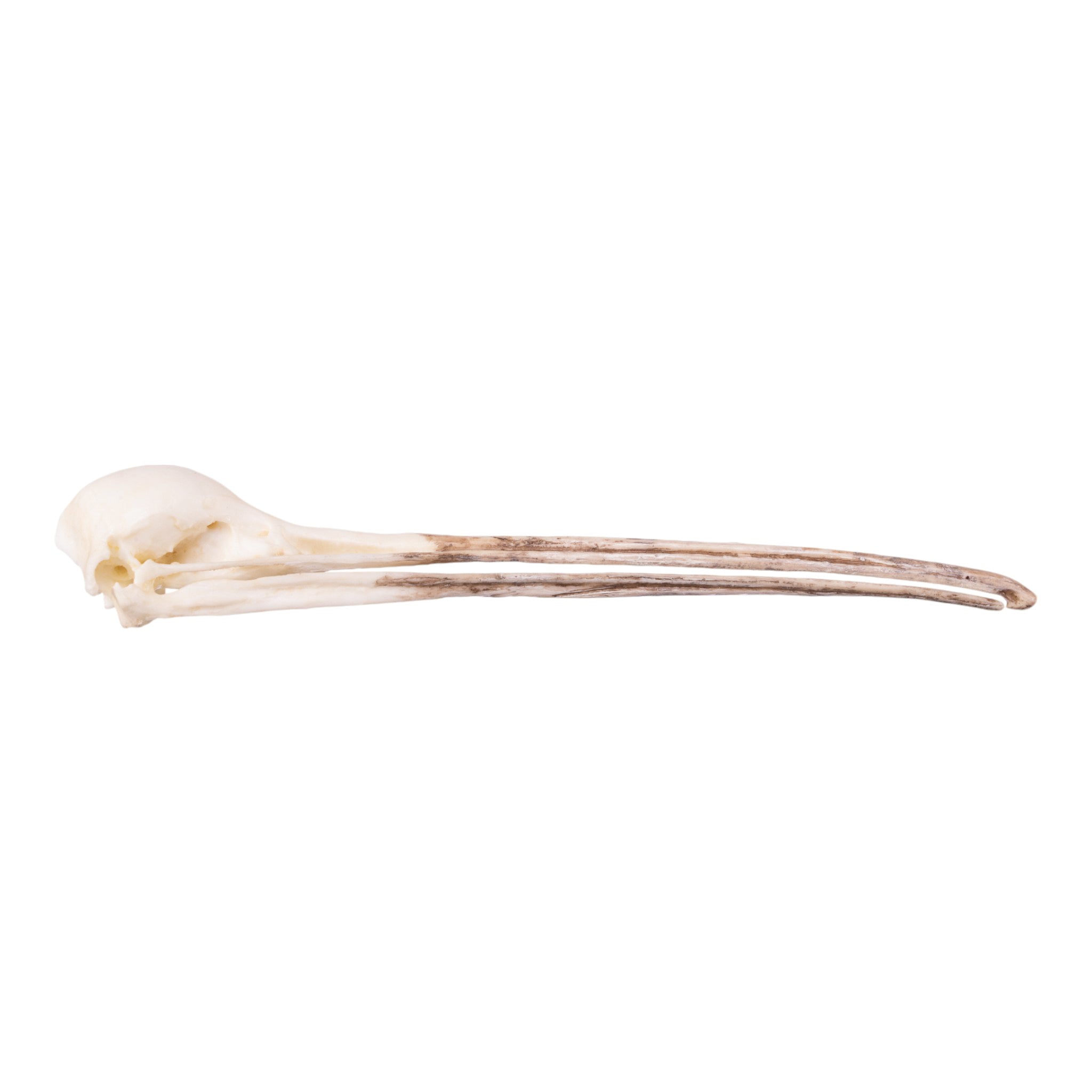 Authentic Replica Brown Kiwi Skull - Unique Home Decor & Collectible for Halloween, Gothic, and Natural History Displays