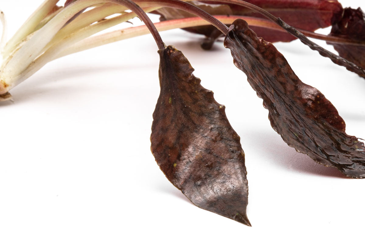 Cryptocoryne Striolata Live Aquarium Plant - Freshwater Aquatic Plant for Fish Tanks, Aquascaping & Low Light Aquariums