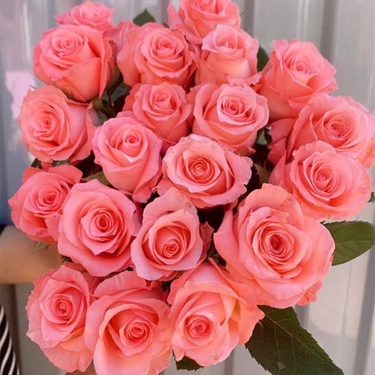 2pcs Movie Star Orange Salmon Rose Seedlings - Easy to Grow Living Rose Plants for Home Garden, Yard & Indoor Decoration (No Pots Included) | Perfect for Wedding Centerpieces, Gift Giving & Landscaping
