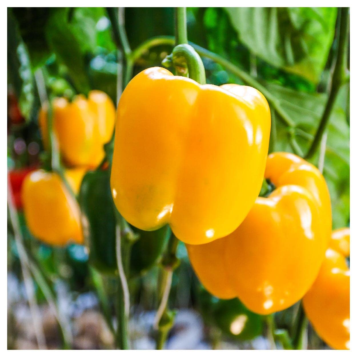 Everwilde Farms - 1/4 Lb Golden California Wonder Sweet Pepper Seeds - Non-GMO, Heirloom, High Yield - Perfect for Home Gardening, Canning & Fresh Eating