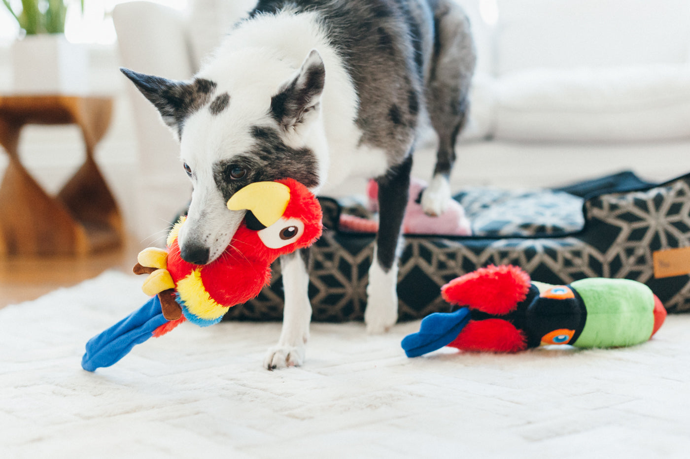 Paula the Parrot Plush Dog Toy - Fetching Flock™ Interactive Chew Toy for Small & Large Dogs | Durable & Safe Pet Play Toy for Fetch, Cuddle & Training Sessions
