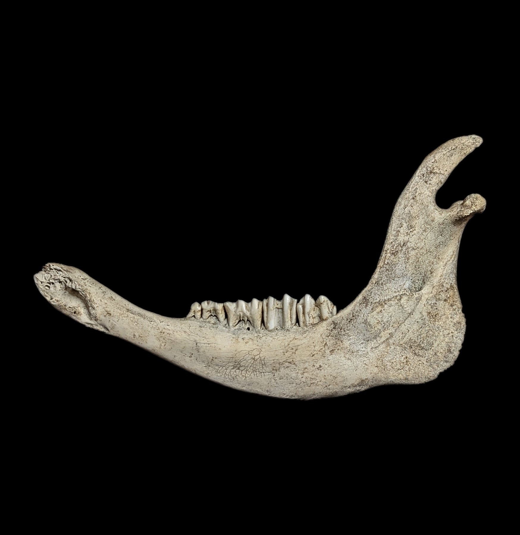 Authentic Field-Collected Large Mammal Jaw Bone - Genuine Fossil Specimen for Science Study, Home Decor & Educational Display | Perfect for Paleontology Enthusiasts, Classroom Teaching & Natural History Collections