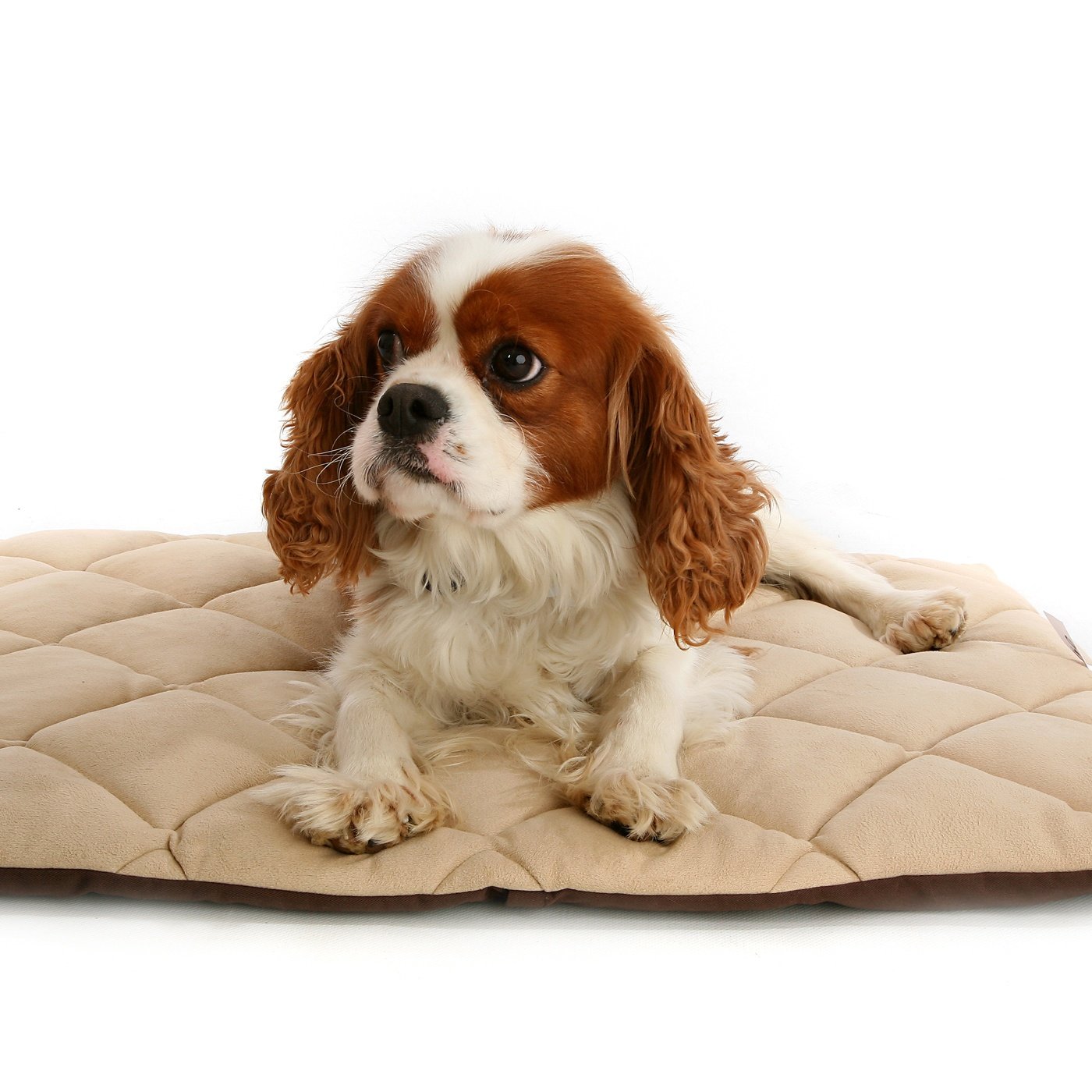 Flectabed Q Petlife Self-Warming Thermal Pet Bed for Dogs & Cats - 37 x 28 Inch Soft Cream-Colored Orthopedic Bed - Perfect for Winter, Arthritis Relief & Cozy Indoor Sleeping