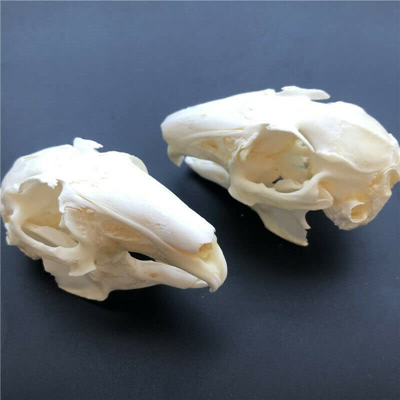 Real Rabbit Skull Taxidermy Specimen - Authentic Animal Bones for Science Education, Home Office Decor & Unique Gift - Perfect for Halloween Decor, Gothic Display & Biology Study (10 Pieces)