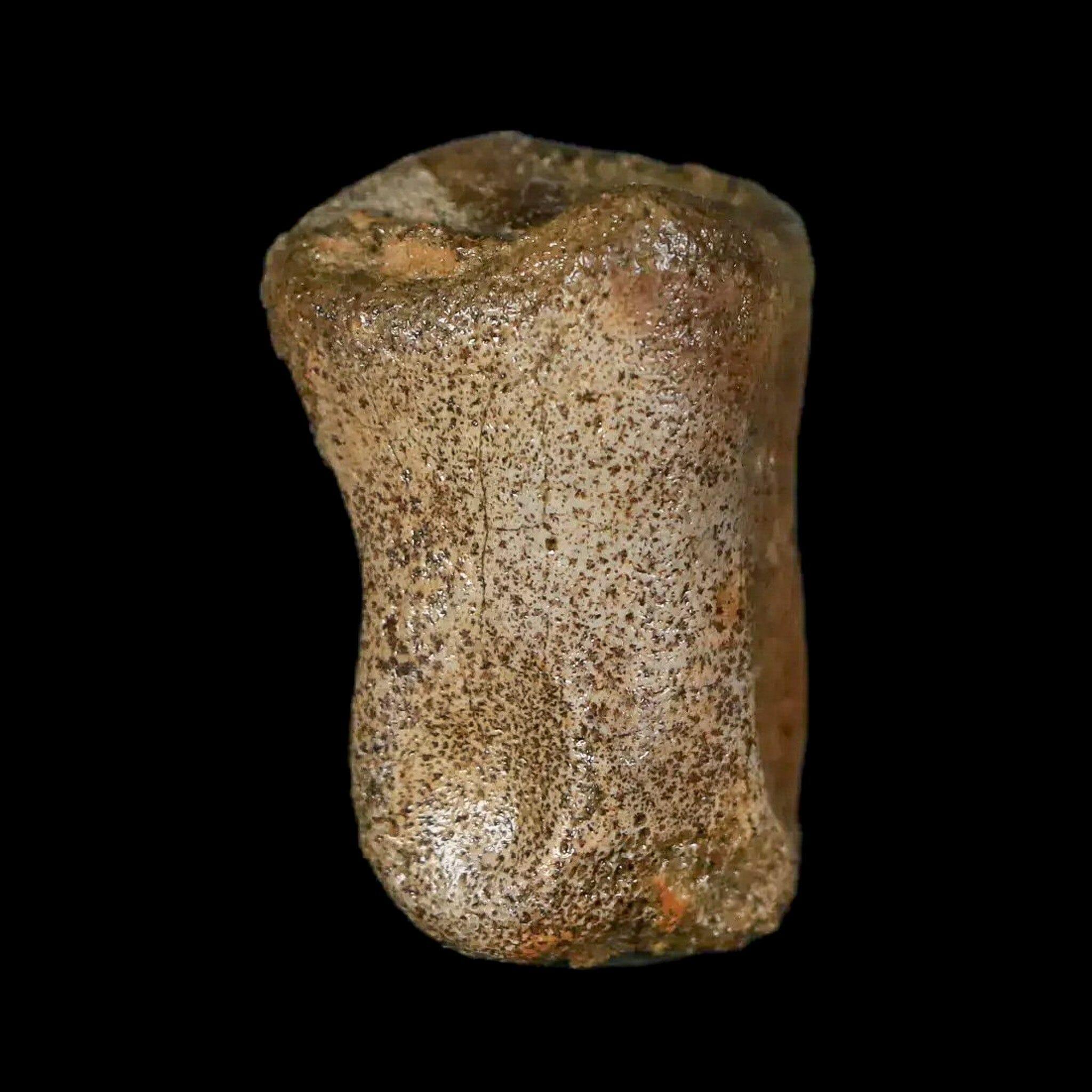 Authentic Thescelosaurus Dinosaur Fossil Toe Bone - Cretaceous Period - Lance Creek Formation, Wyoming - Includes COA - Perfect for Paleontology Enthusiasts & Fossil Collectors