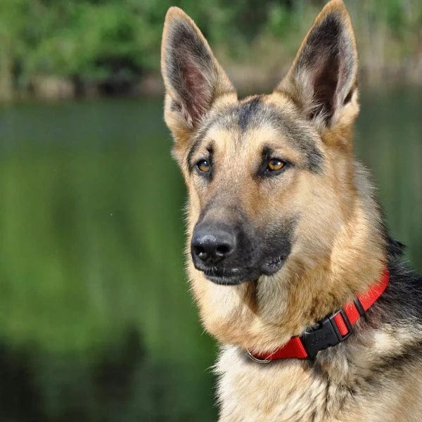 Adjustable Nylon Dog Collar with Plastic Buckle - Comfortable & Durable Pet Collar for Small Medium Large Dogs - Perfect for Walking, Training & Outdoor Adventures