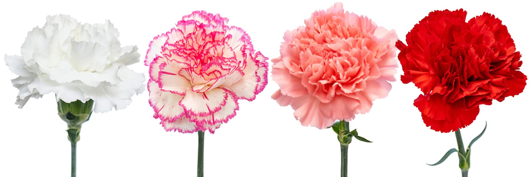 Fresh Natural Cut Carnations - Valentine's Day Special Variety Pack (200 Stems) | Perfect for Romantic Bouquets, Wedding Centerpieces & Holiday Decorations