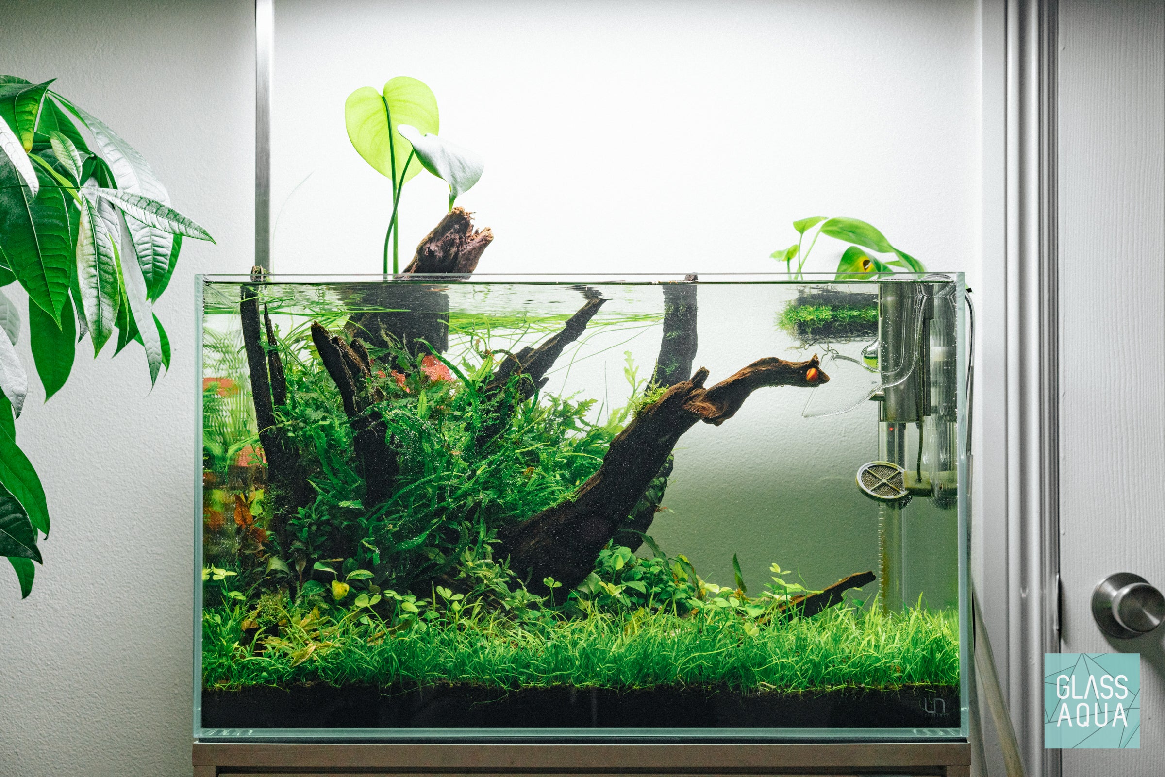Bolbitis Heudelotii African Water Fern - Live Aquarium Plant for Fish Tanks, Terrariums & Paludariums - Perfect for Low Light Aquascaping & Natural Habitat Decoration