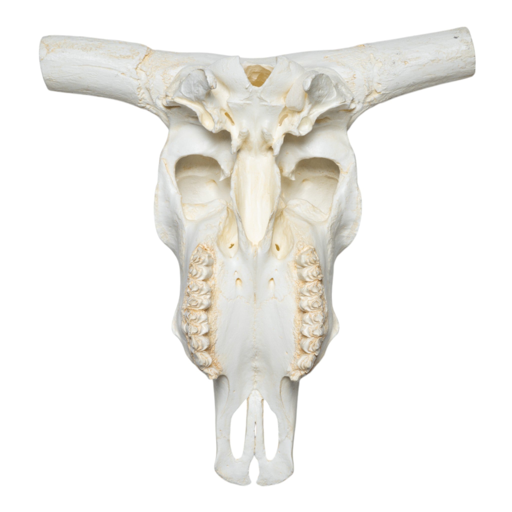 Authentic Replica Longhorn Skull Wall Decor - Western Home & Ranch Decor for Living Room, Man Cave, or Office