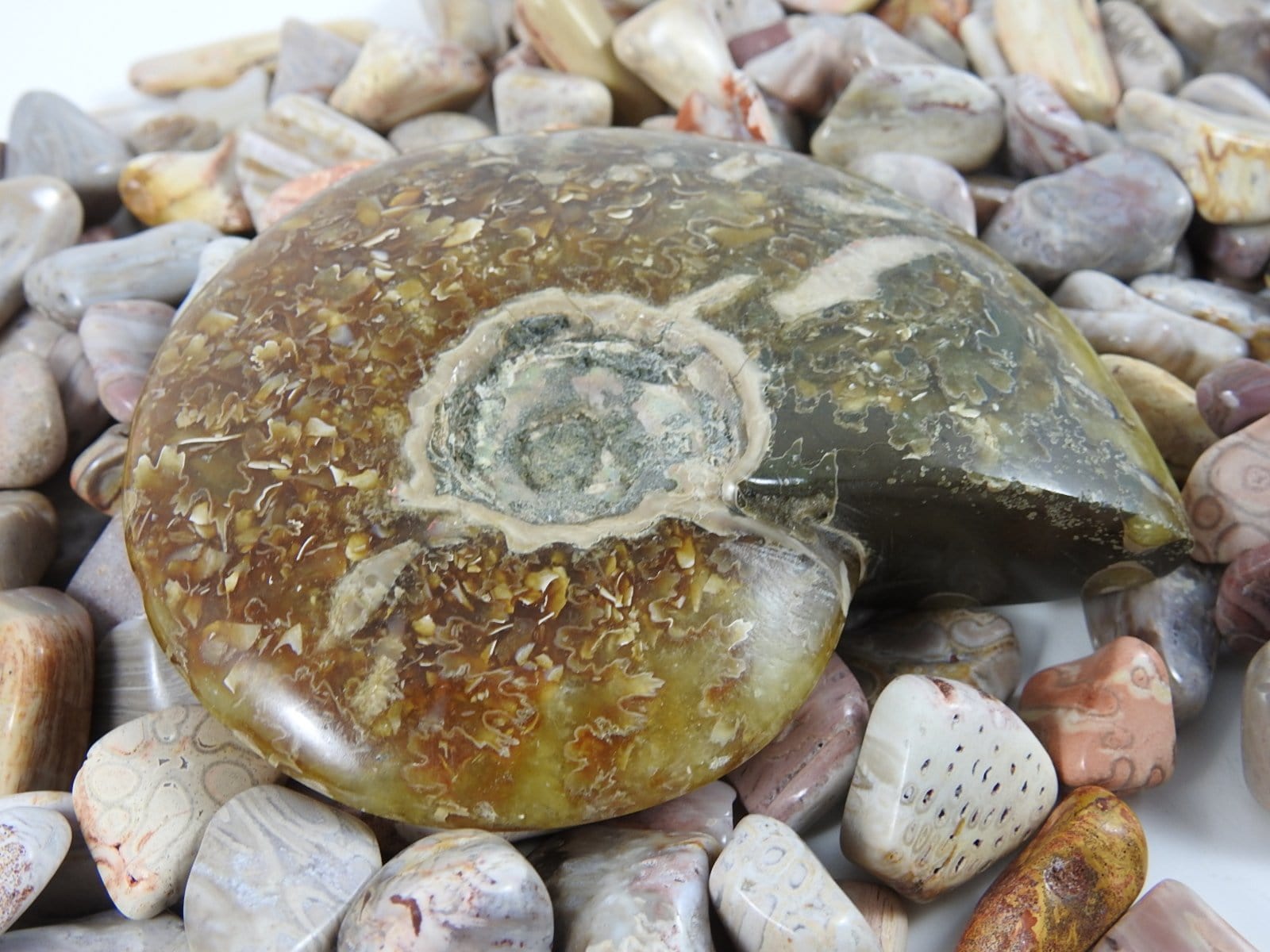 Authentic Ammonite Fossil - Natural Prehistoric Ammonite Specimen for Collectors, Home Decor & Gifts | Perfect for Geology Enthusiasts, Fossil Displays & Unique Interior Design