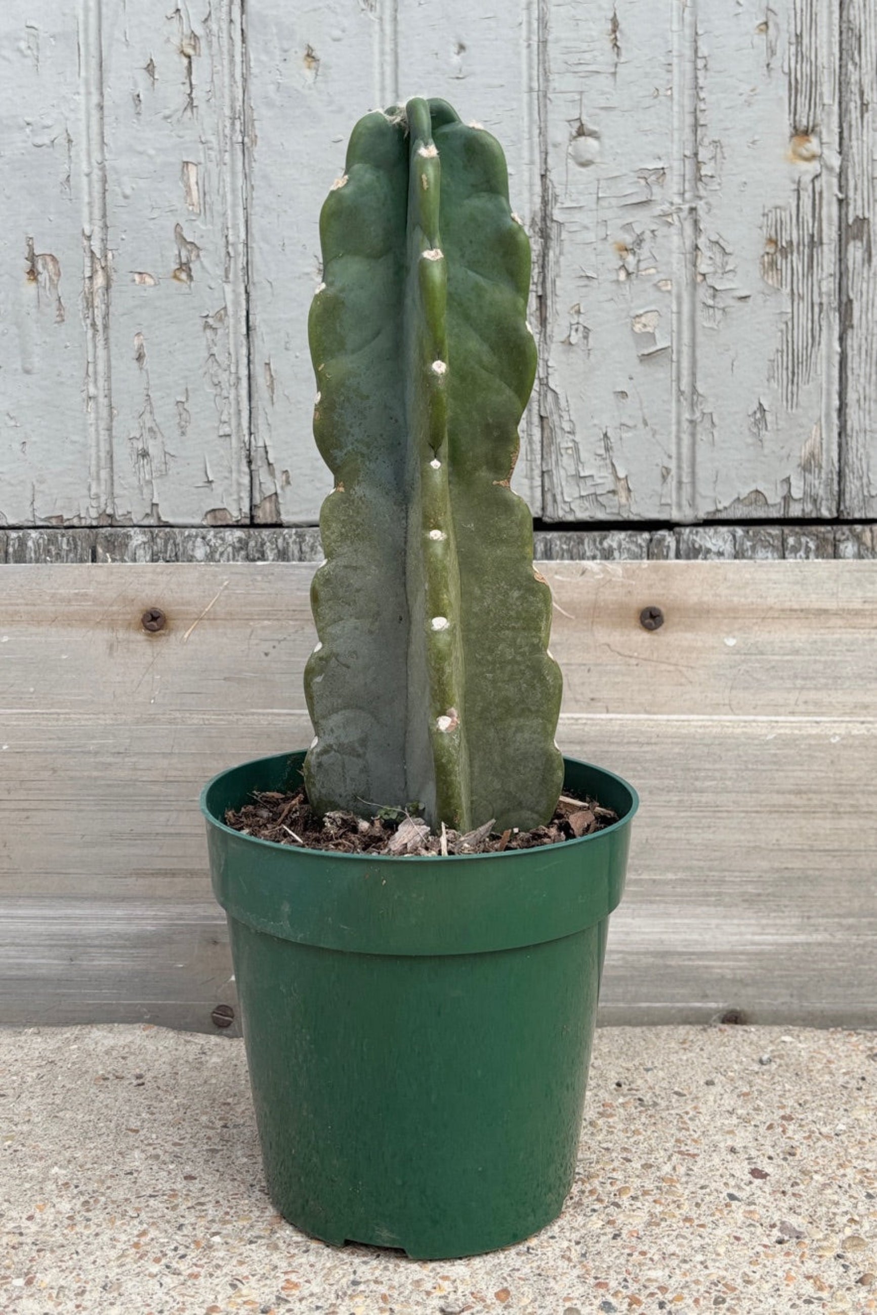 Buy Cereus Peruvianus Cactus - Live Plant for Home & Garden Decor | Drought-Resistant Indoor & Outdoor Succulent | Perfect for Landscaping, Office, and Patio Decor