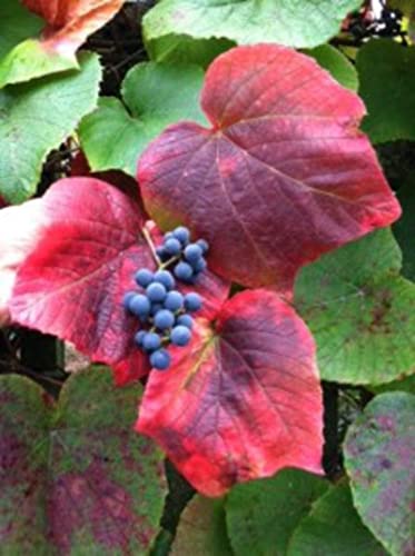Crimson Glory Vine