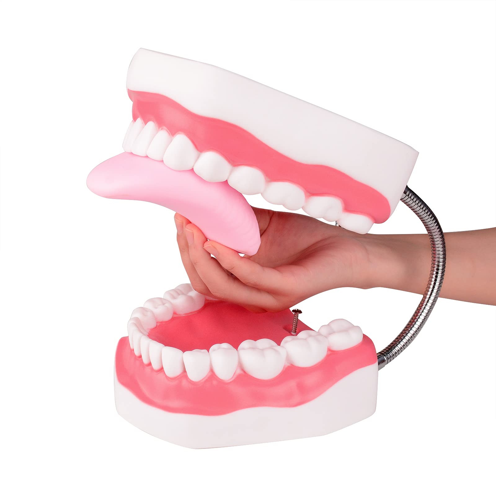 **6X Enlarged Dental Teeth Model with Metal Hinge for Speech Therapy & Brushing Training – Perfect for Kids & Children, Includes Toothbrush – Ideal for Dentists, Classrooms & Home Learning**