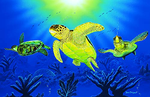 Turtle Dreams