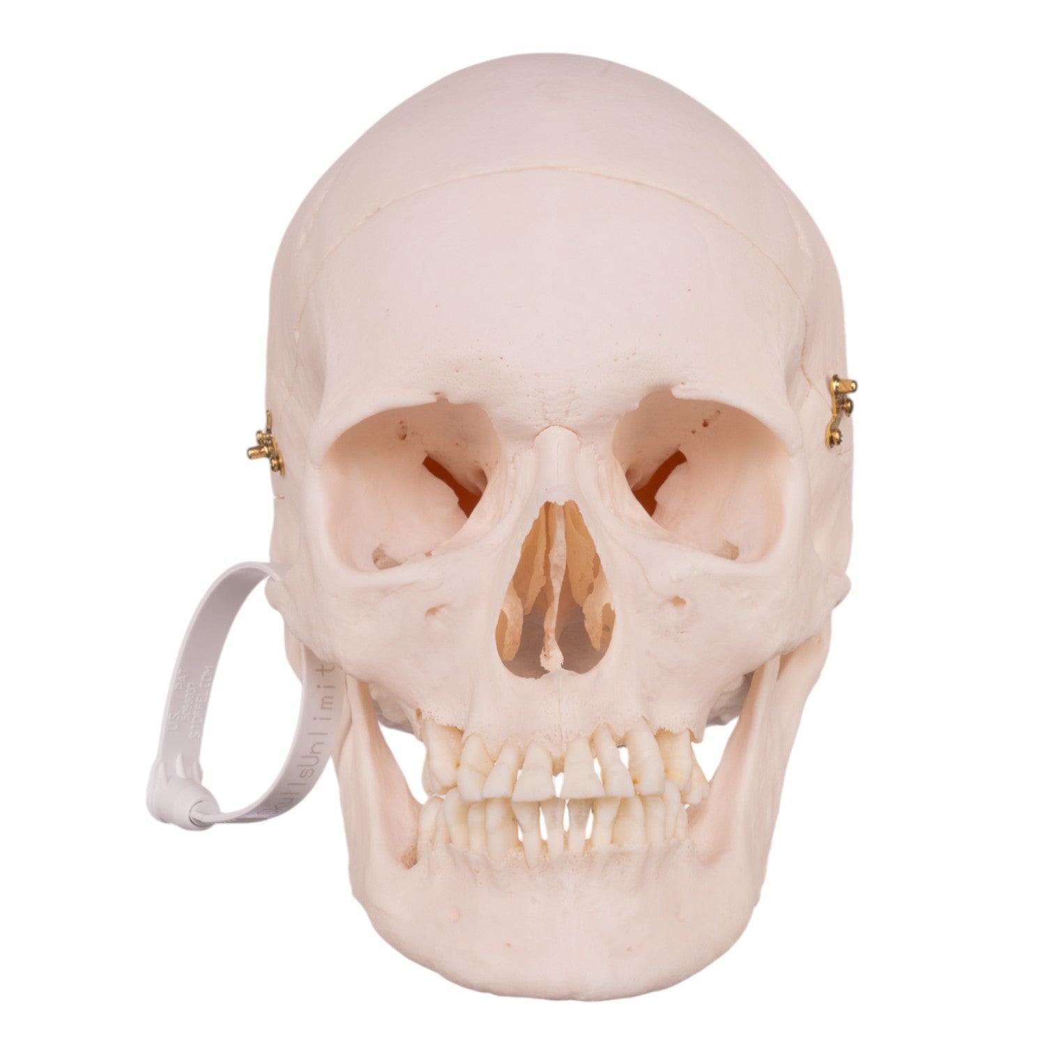 Premium Anatomical Human Skull Model - Accurate Medical & Educational Tool for Students, Doctors & Researchers | Perfect for Classroom, Lab & Study Use