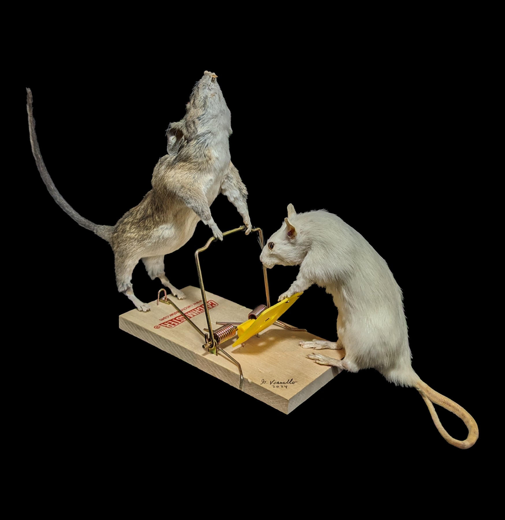 Trap Raiders Rat Pair Taxidermy - Realistic Mouse Taxidermy for Home Decor, Halloween Props, and Horror Movie Set Design