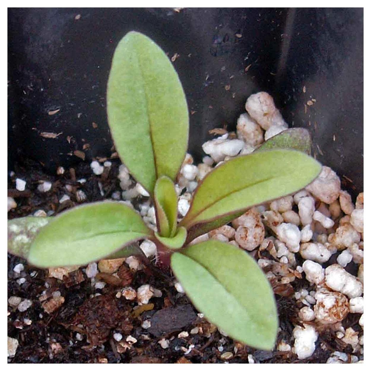 Everwilde Farms - 1 Lb Soapwort Wildflower Seeds (Saponaria officinalis) - Gold Vault Packaging - Perfect for Natural Soap Making, Pollinator Gardens & Landscaping