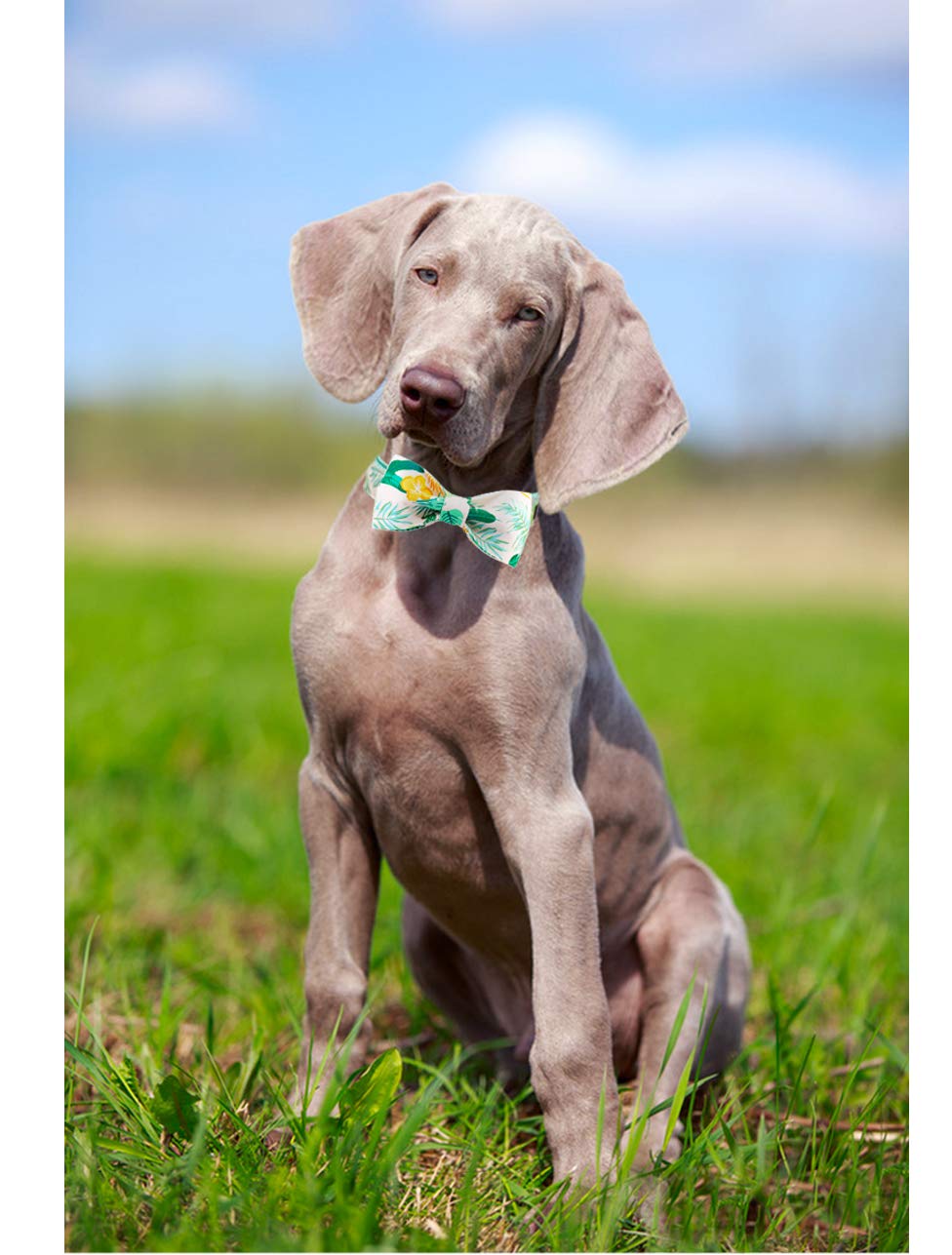 ARING PET Adjustable Dog Collar with Bow Tie - Stylish & Comfortable Collar for Small, Medium & Large Dogs - Perfect for Weddings, Parties & Daily Walks