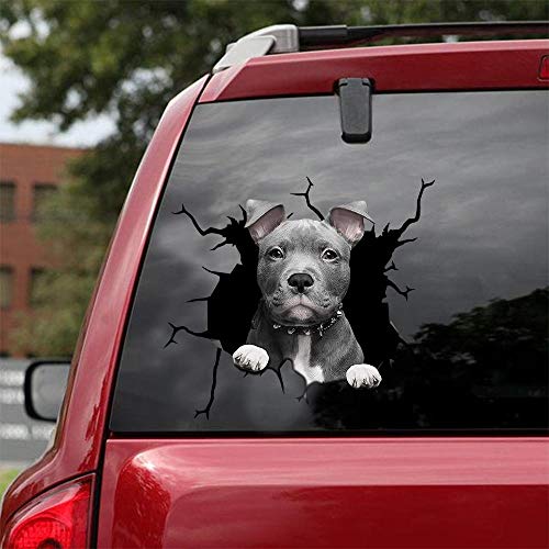 American Pitbull-02