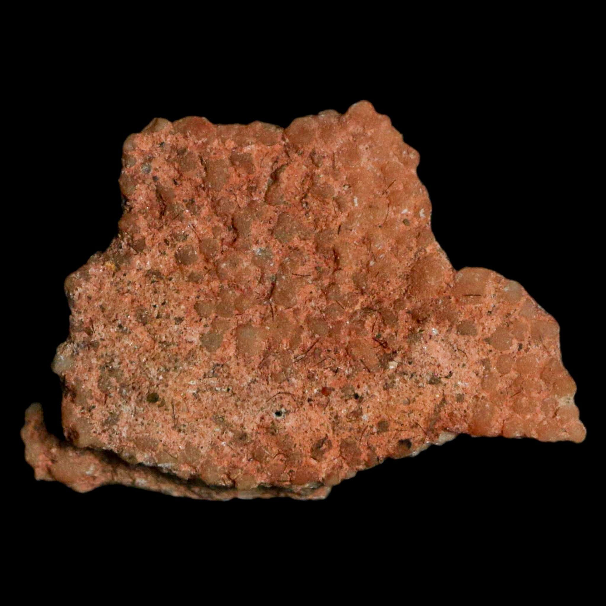 Authentic 0.7 Megaloolithus Titanosaur Dinosaur Fossil Egg Shell from Bouches-du-Rhône, France - Rare Collectible Display Piece for Paleontology Enthusiasts & Home Decor