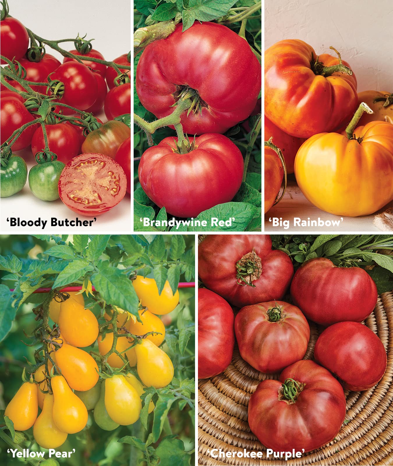 Non-GMO Heirloom Tomato Seeds - 10 Packets for Planting | Burpee Favorites | Organic Garden Gifts for Home Gardening, Backyard Farming & Sustainable Living