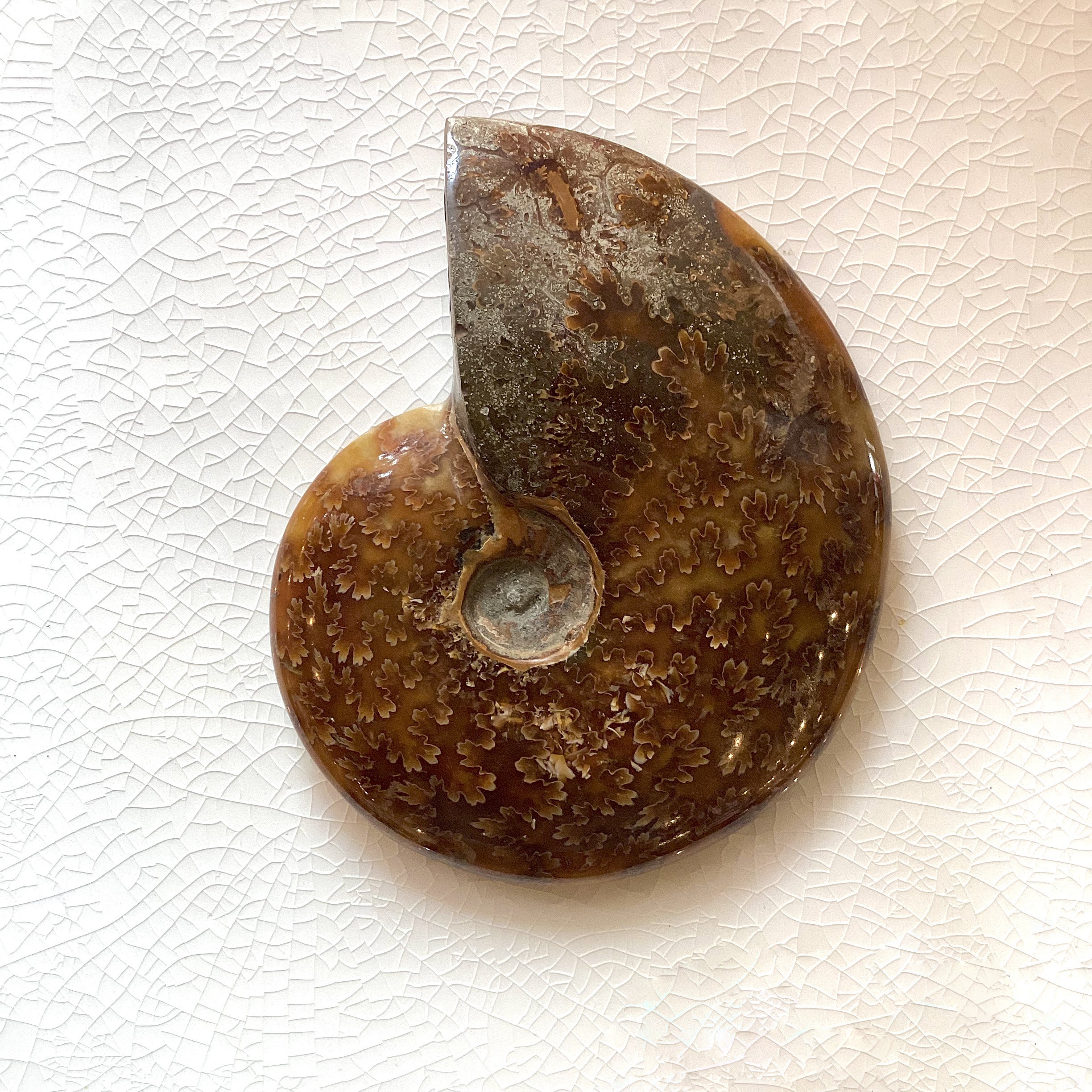 Authentic Ammonite Fossil Specimen - Natural Whole Ammonite Shell for Collectors, Home Decor & Gifts | Perfect for Geology Enthusiasts, Office Display & Educational Use