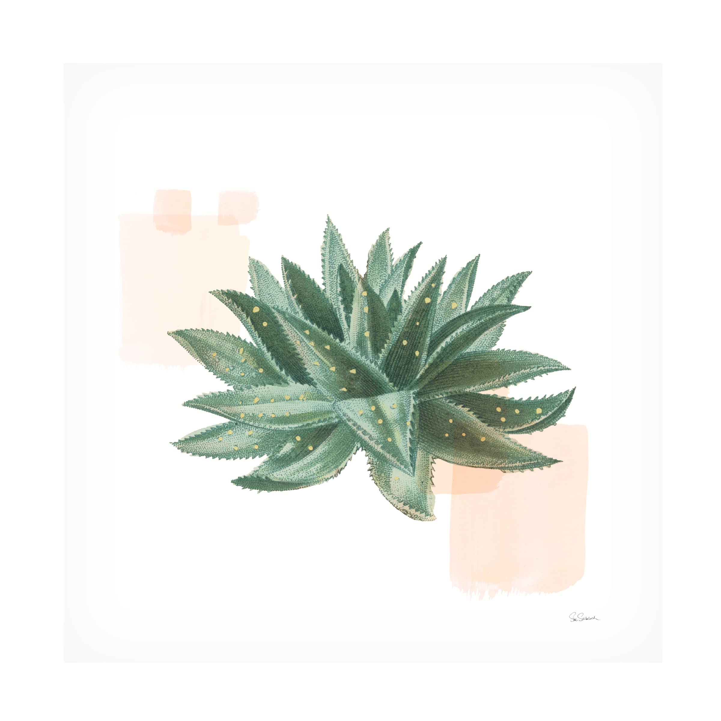 Trademark Fine Art 'Desert Color Succulent II' Canvas Wall Art by Sue Schlabach - Modern Botanical Painting for Living Room, Bedroom & Office Decor