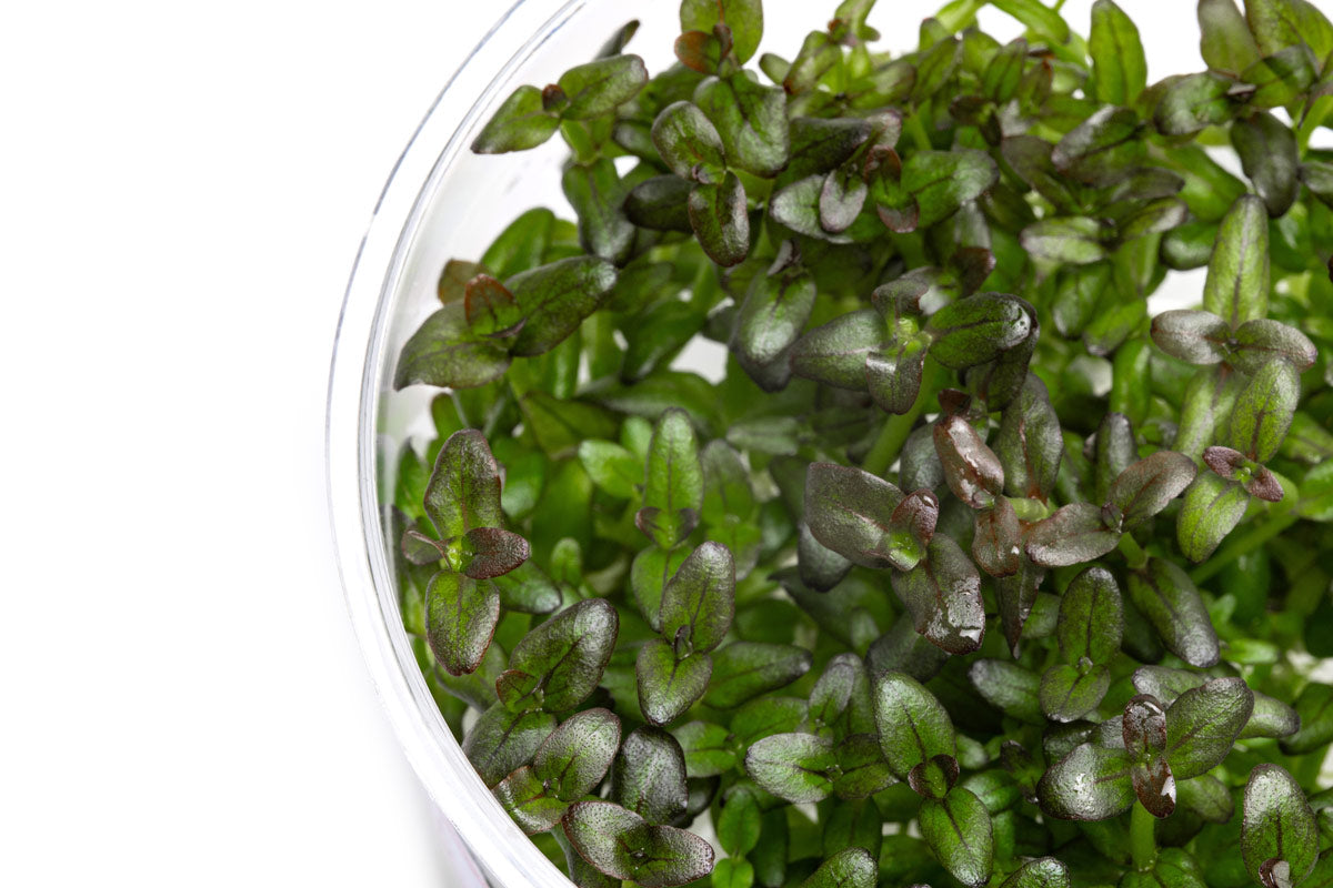 Bacopa Salzmannii Purple Aquatic Plant for Aquariums & Fish Tanks – Live Freshwater Plant for Aquatic Gardens, Ponds, and Terrariums