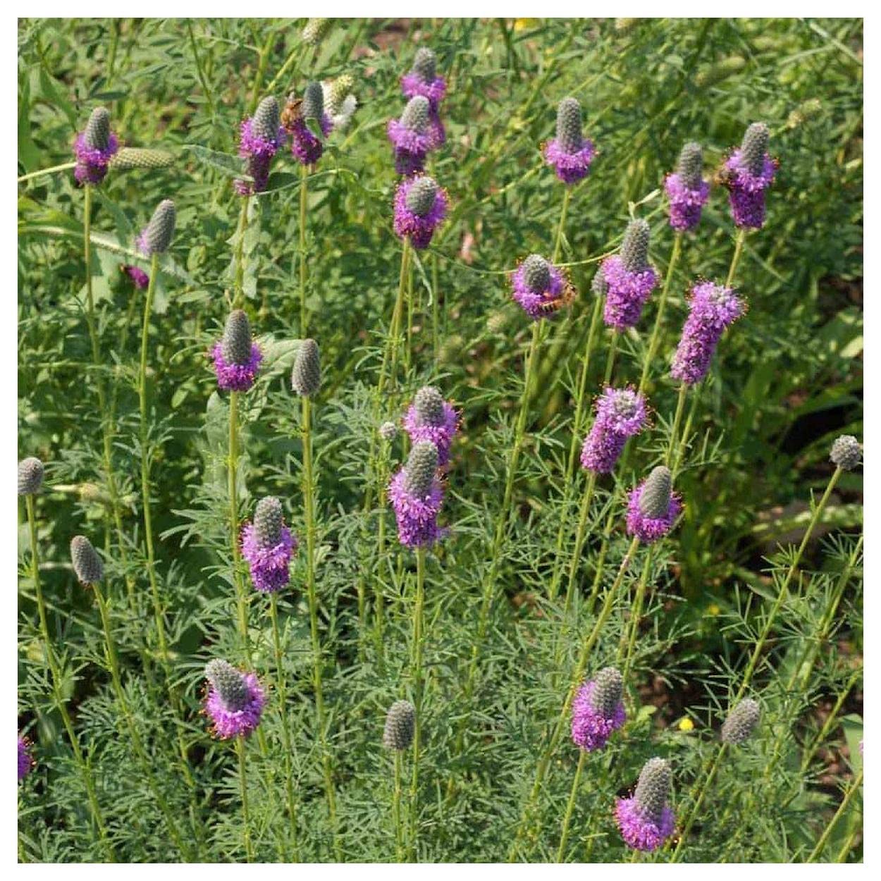 Everwilde Farms - 1/4 Lb Purple Prairie Clover Native Wildflower Seeds - Gold Vault Packaging - Attracts Pollinators & Enhances Landscapes - Perfect for Gardens, Meadows & Restoration Projects