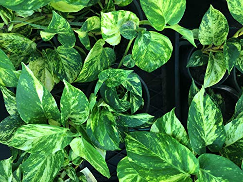Devil's Ivy Pothos Plant - 3 Live Epipremnum Aureum in 6 Inch Pots - Easy to Grow Air Purifying Indoor Houseplant for Home, Office & Bathroom Decor