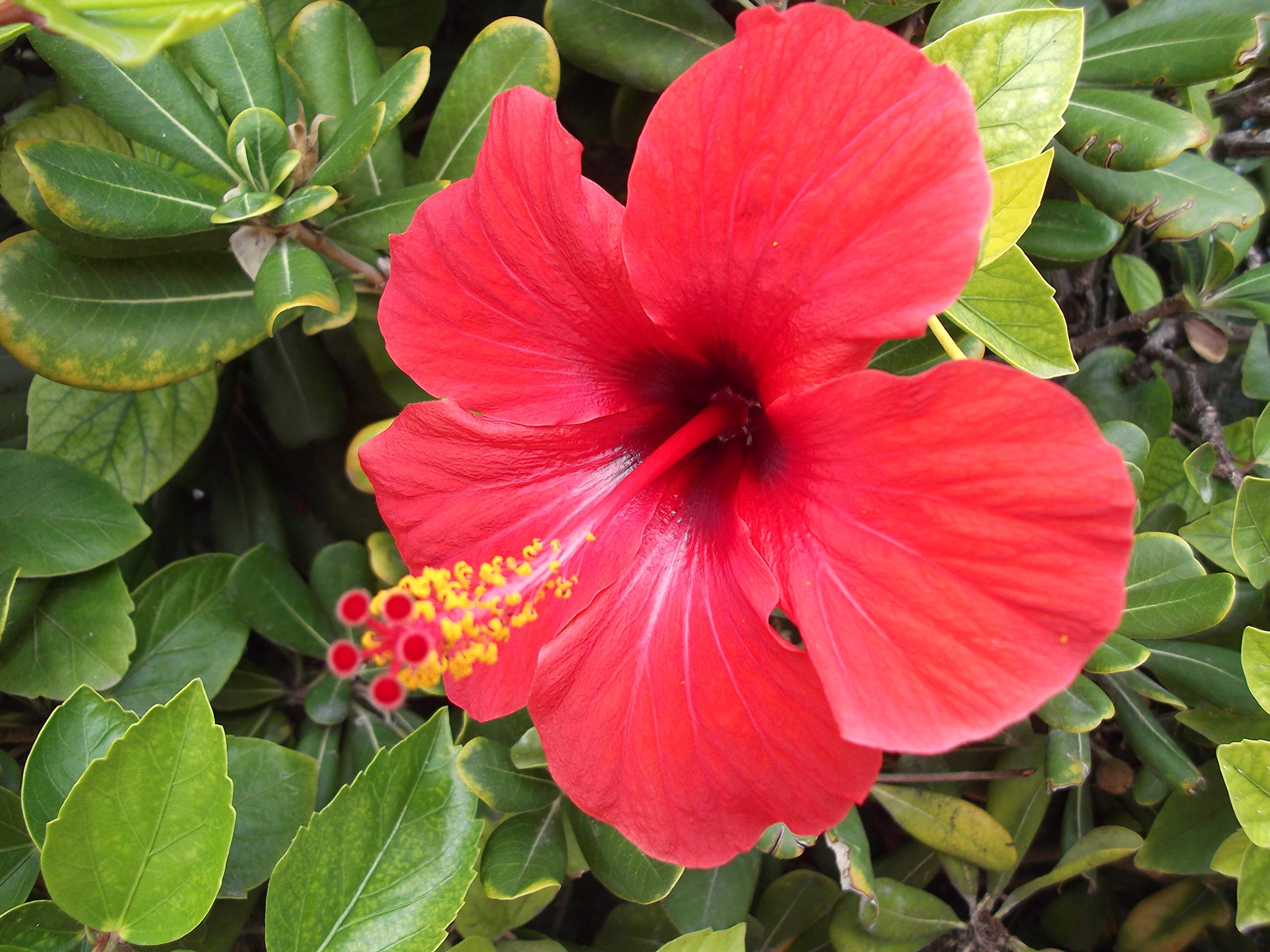 2 Hawaiian Tropical Red Hibiscus Plant Cuttings - Live Exotic Flower Plants for Garden, Landscaping & Home Decor (K7) | Perfect for Outdoor Planting, Patio Decor & Tropical Gardens
