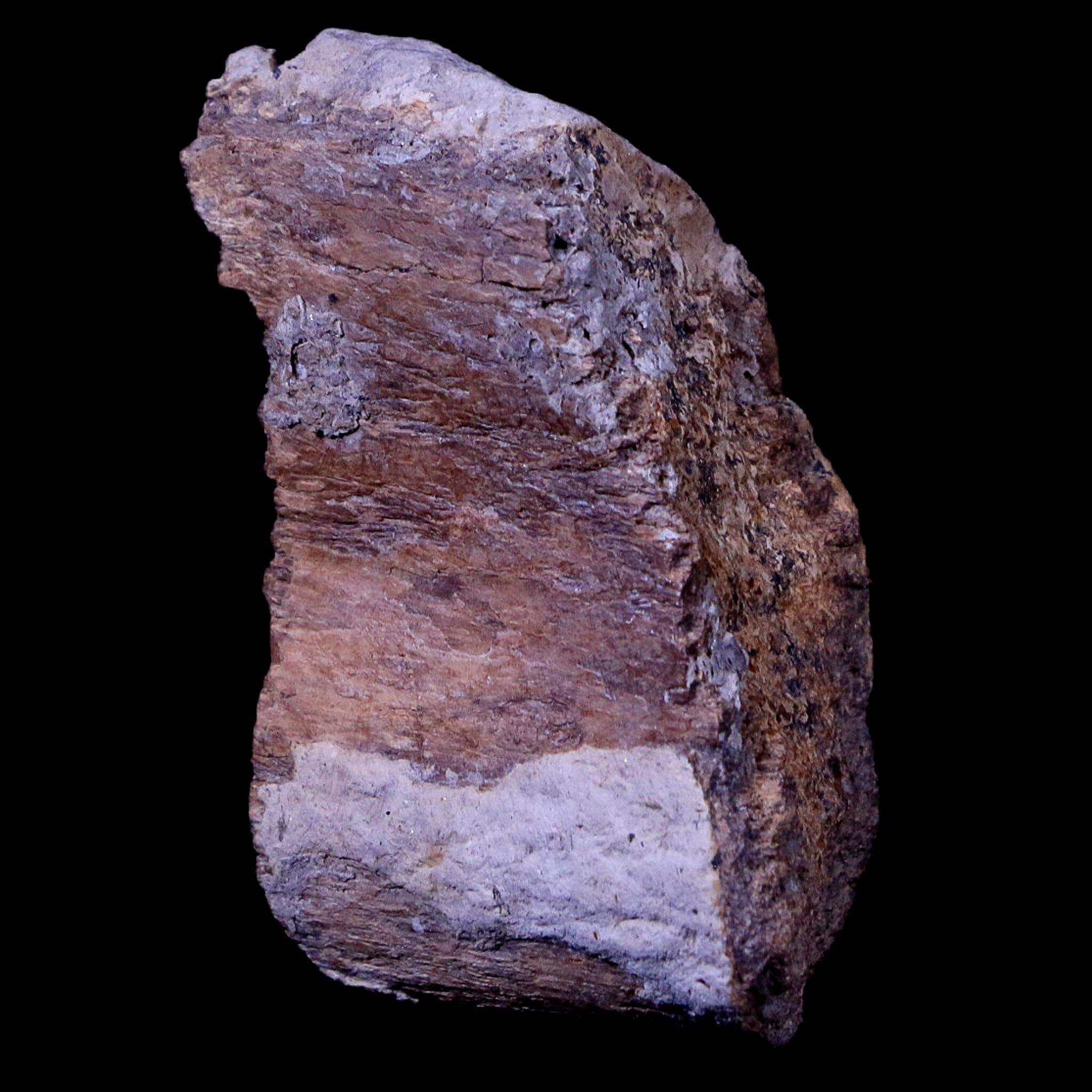 Authentic Gryposaurus Fossil Rib Bone - Duck-Billed Dinosaur Fossil from Judith River, Montana with COA | Rare Paleontology Specimen for Collectors, Museums & Educational Displays