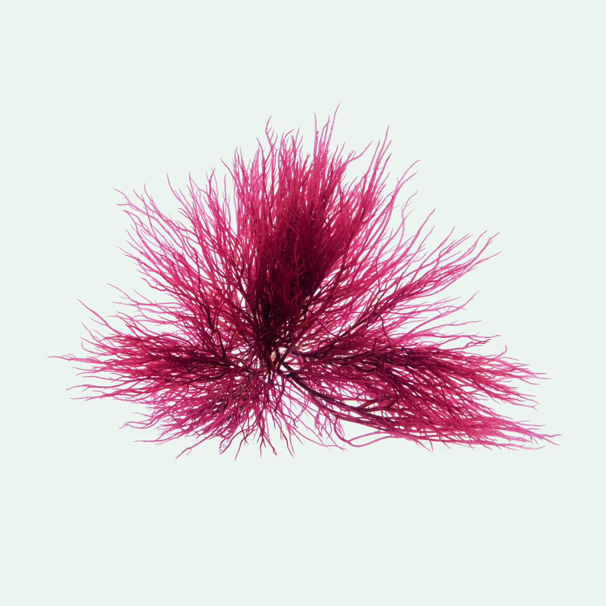 Premium Red Ogo Gracilaria Macro Algae - Natural Saltwater Aquarium Coral Food & Nutrient-Rich Marine Plant for Reef Tanks, Fish Tanks, and Aquatic Ecosystems