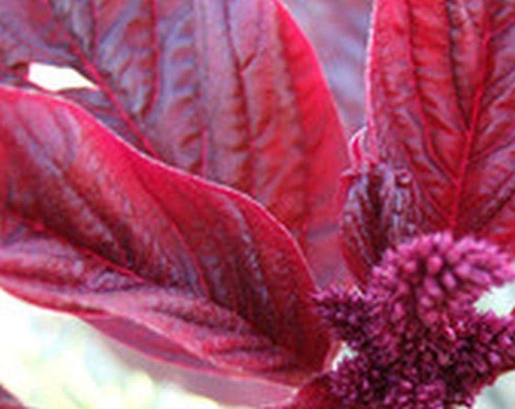 Organic Red Amaranth 