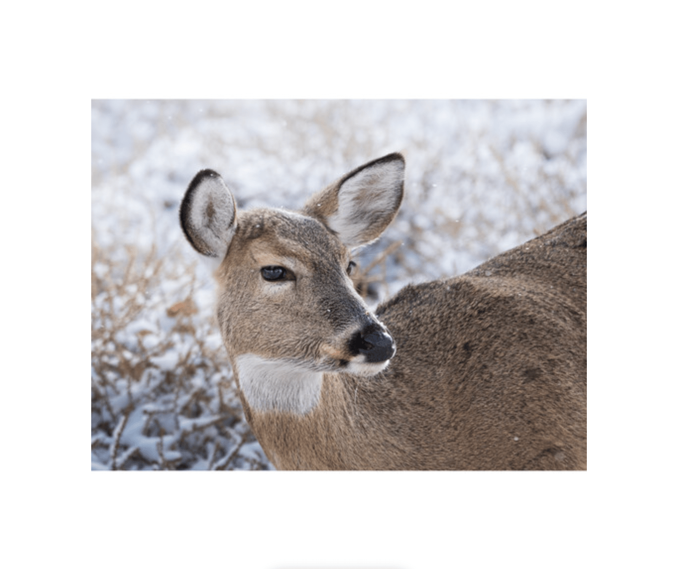 OM SYSTEM M.Zuiko Digital ED 100-400mm f/5-6.3 IS II Super Telephoto Zoom Lens for Micro Four Thirds Cameras - Perfect for Wildlife, Sports & Travel Photography