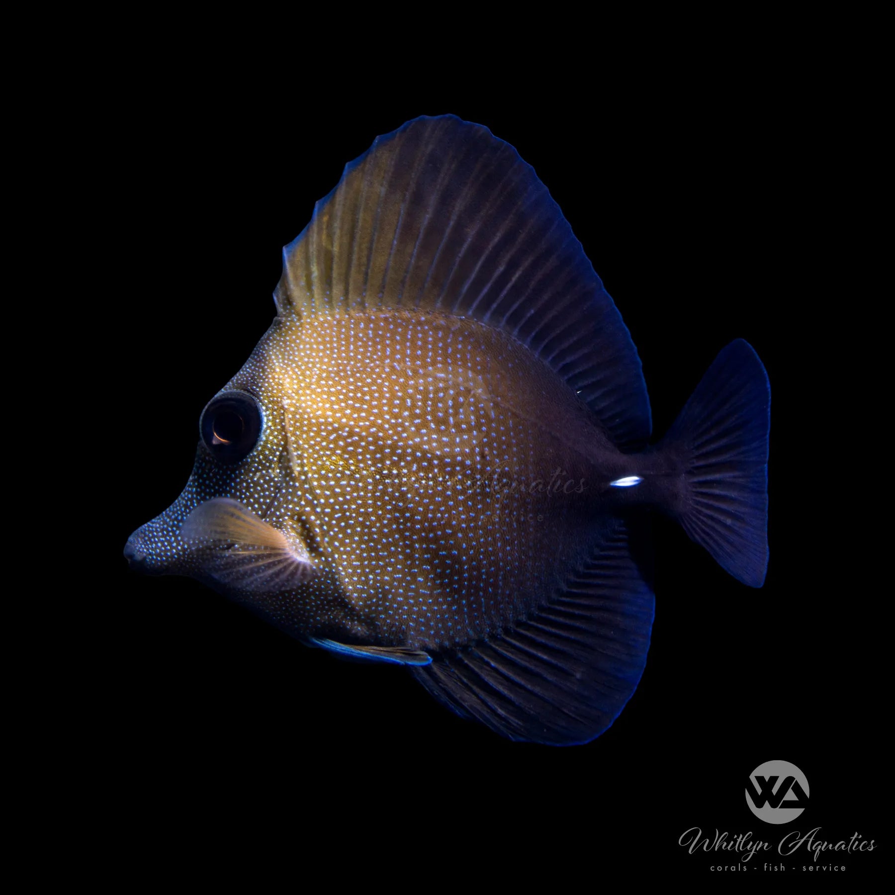 Scopus Tang Fish (Zebrasoma Scopas) - Saltwater Aquarium Fish for Reef Tanks & Marine Aquariums | Perfect for Coral Compatibility & Algae Control