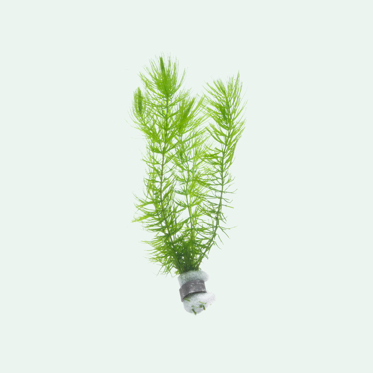 Ceratophyllum Demersum (Hornwort) - Oxygenating Aquatic Plant for Ponds & Aquariums | Improves Water Quality & Fish Habitat | Perfect for Freshwater Tanks, Water Gardens, and Natural Filtration Systems
