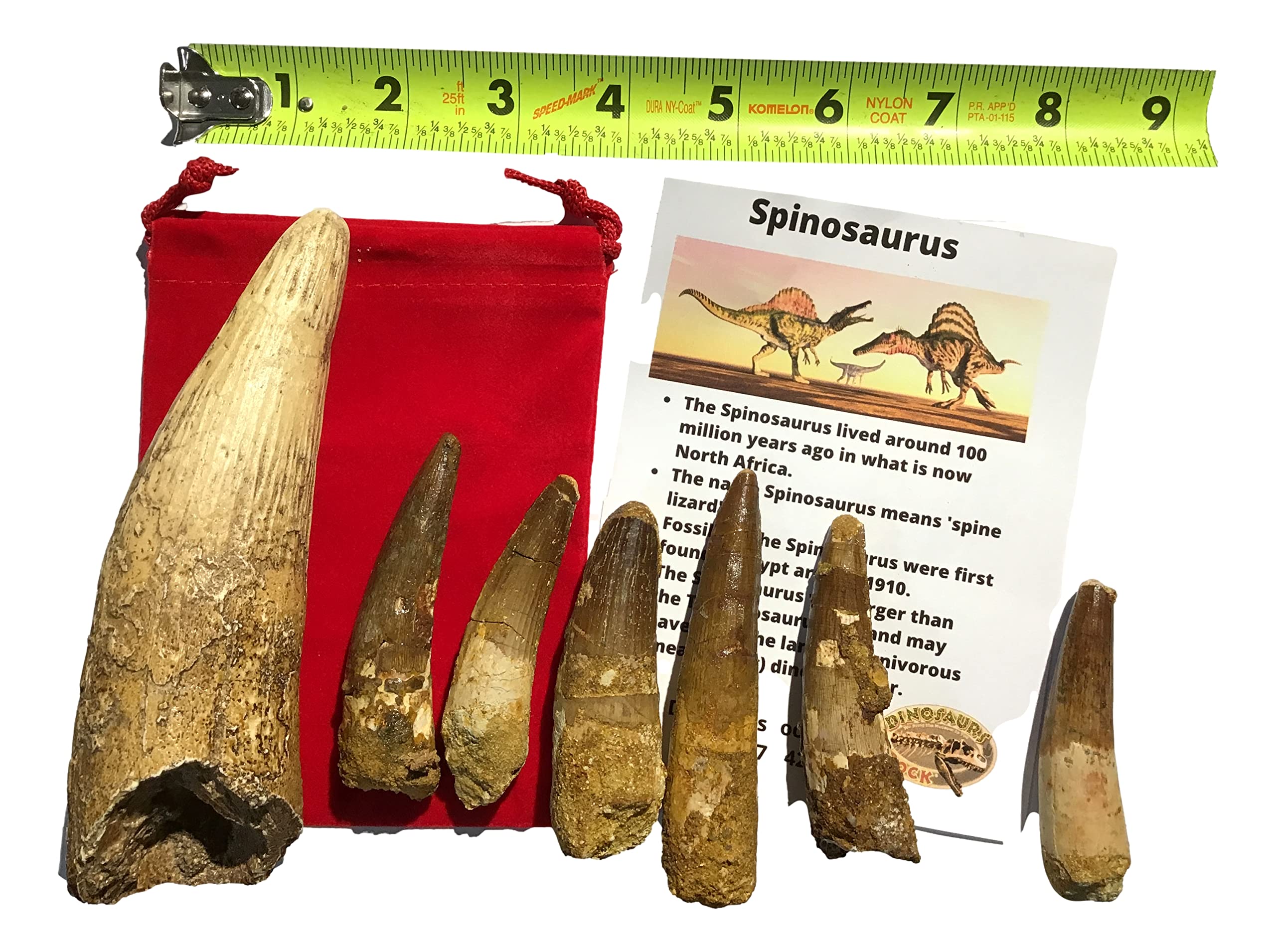 Authentic Spinosaurus Tooth Fossil with Free Replica - Dinosaur Fossil Collection for Paleontology Enthusiasts | Perfect for Science Education, Home Decor & Gift Giving