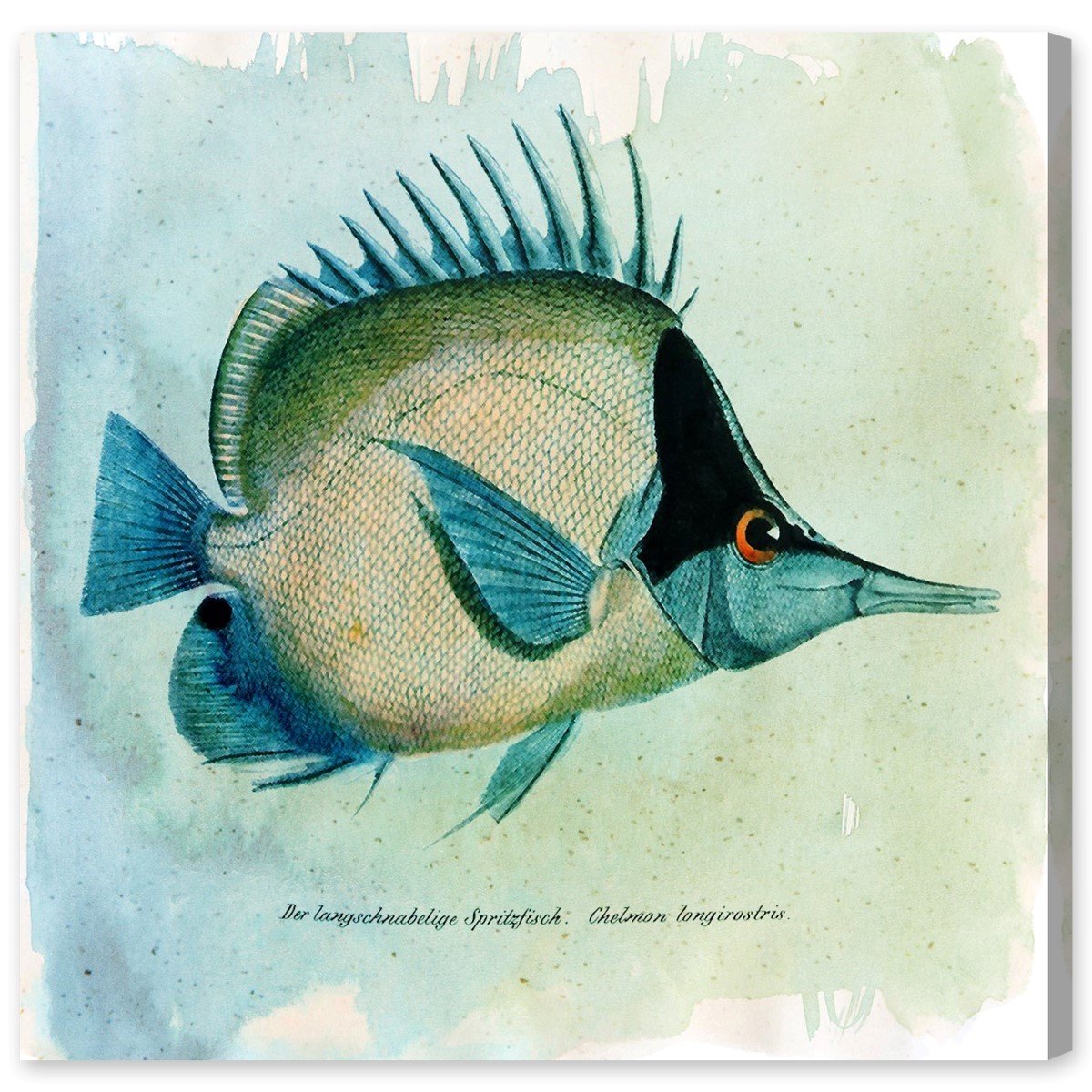 Oliver Gal Artist Co. Butterfly Fish Canvas Wall Art Print - 16x16 Inches, Blue & Brown, Modern Home Decor for Living Room, Bedroom & Office